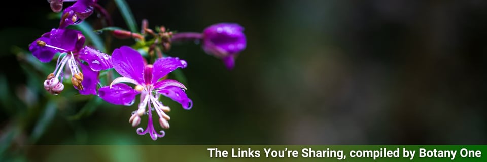 The masthead, this week with a Delphinium, as mentioned in one of the Botany One blog posts.