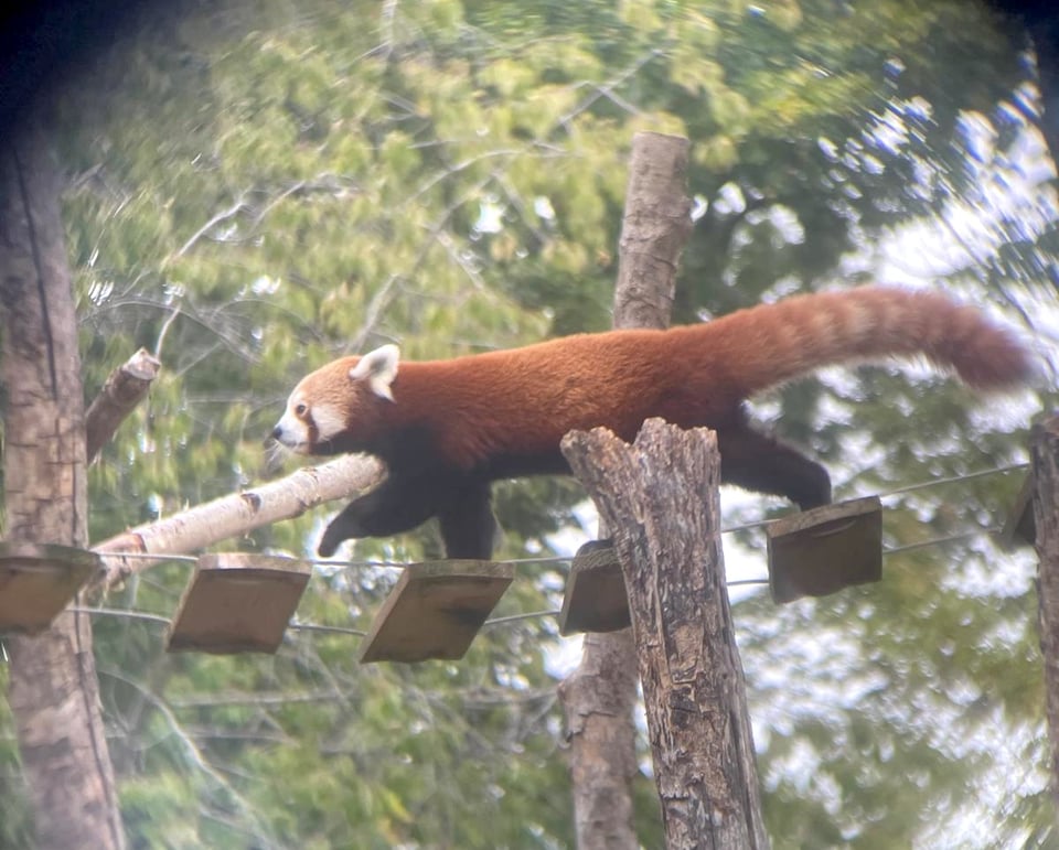 A red panda walking across a bridge
