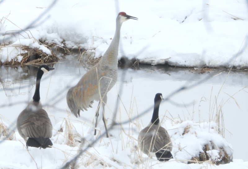 Returning soon to our park (the geese are already here): Canada Geese and Sandhill Cranes. / Photo by Steve Dietz