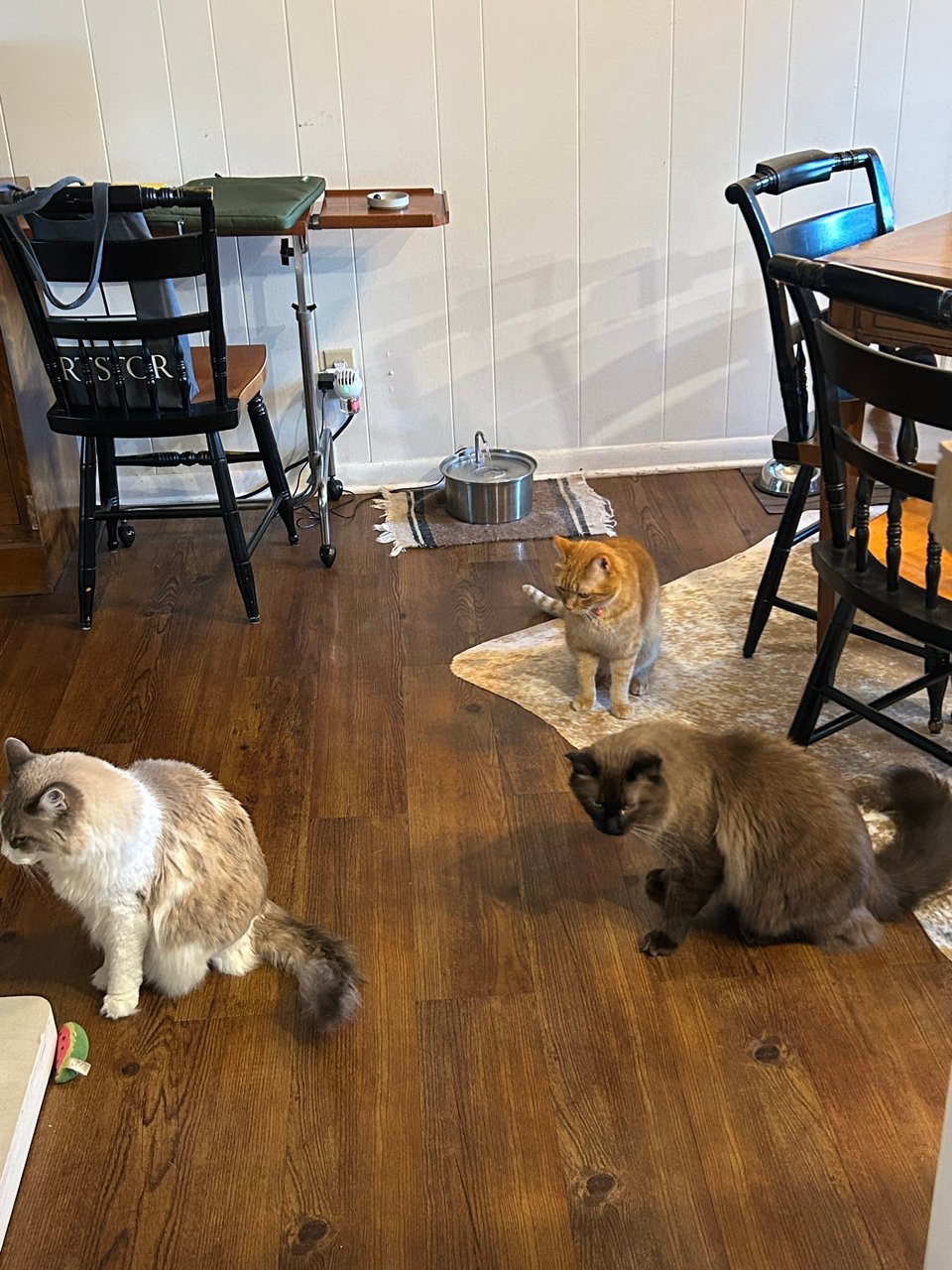 Three cats sitting around. On one side is Moro, a very fluffy grey and white cat, looking away from the other two with her ears slightly back. Next to her is Theo. Behind Theo is Kenny, a small orange tabby.