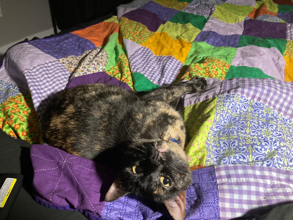 A small black and tan tortoiseshell cat is lying on a colorful purple, orange, and green quilt. The cat has her head tilted all the way back to look at the camera upside-down, her golden eyes are happy.