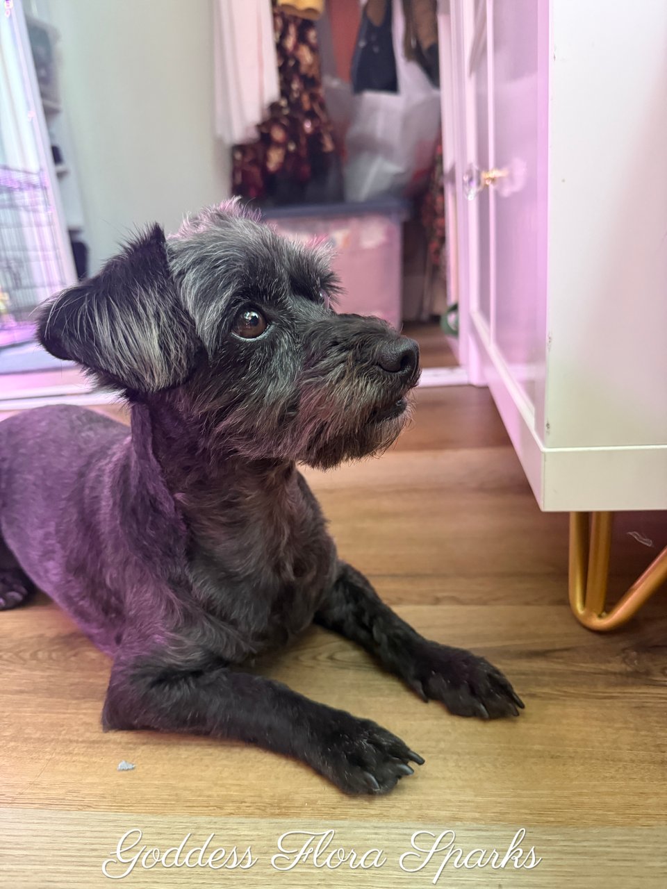 a little black dog looks intently at something just off camera