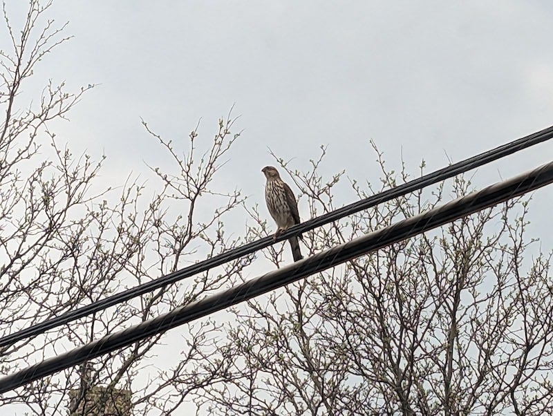 A teenage Cooper's hawk with mottled grey and brown body and sharp beak perches on a telephone line, with some spindly leafless trees in the background