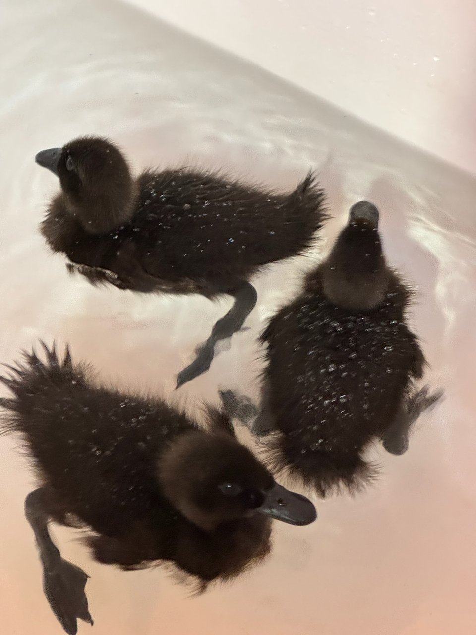 Three small Black Runner ducklings, swimming counter-clockwise in a bathtub. Their tail feathers are spread out and water droplets cover their down.