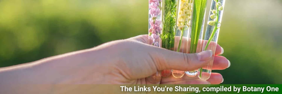 A hand hold test tubes with plant material.