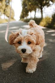 A fluffy, brown and white puppy looking slightly wistful.