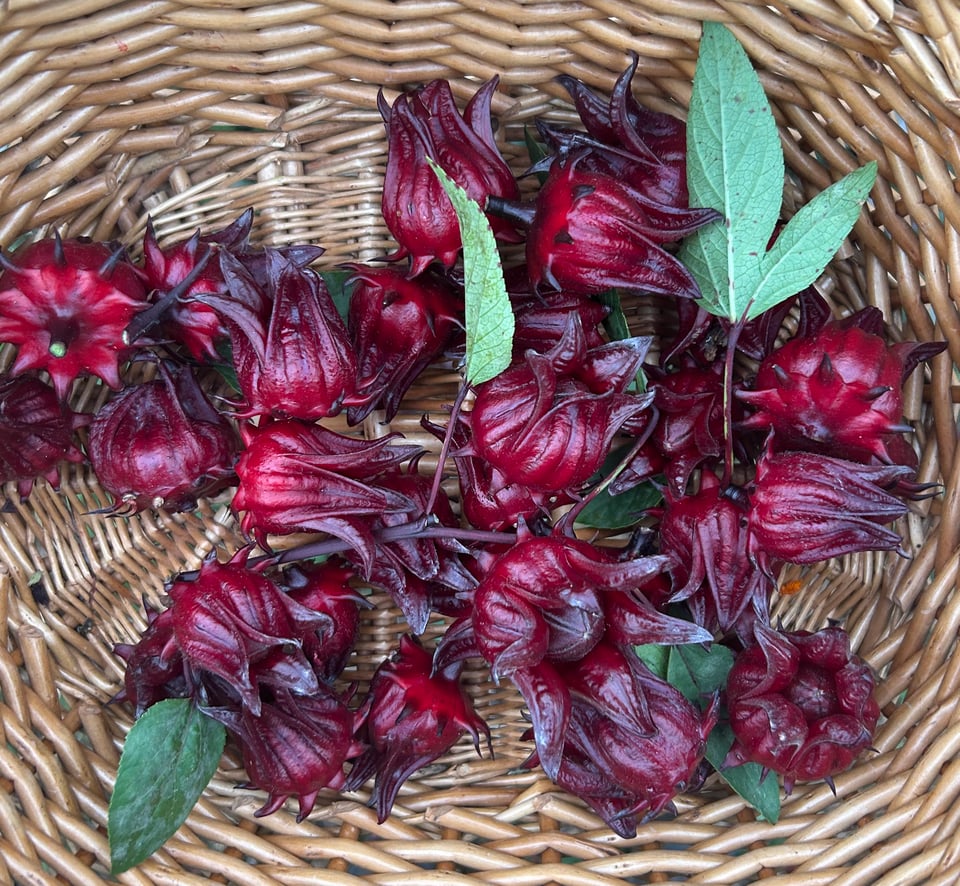 a close-up image of red hibiscus buds resting in a basket with some hibiscus leaves strewn throughout