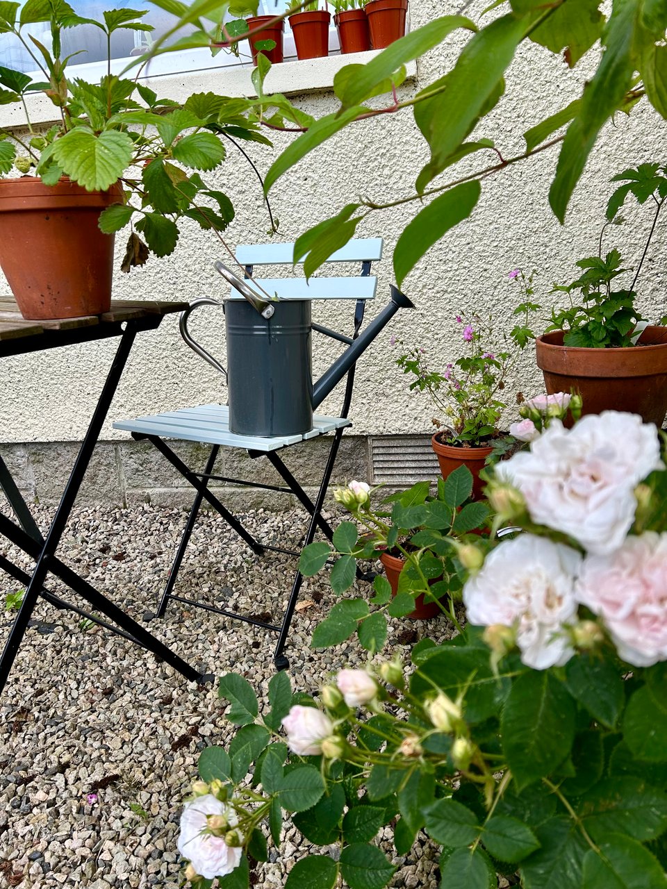 A grey watering can is sitting on a very pale blue garden chair in front of a pale cream wall. There are soft pink roses in the foreground, with lots of bright green foliage. Image by Rowan Ambrose.