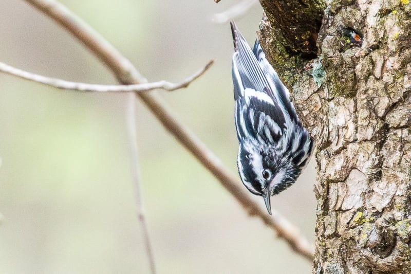 The warbler season is almost upon us. A Black-and-White Warbler is an early migrant, with a habit of creeping down trees upside-down, like a nuthatch. / Photo by Earl Bye