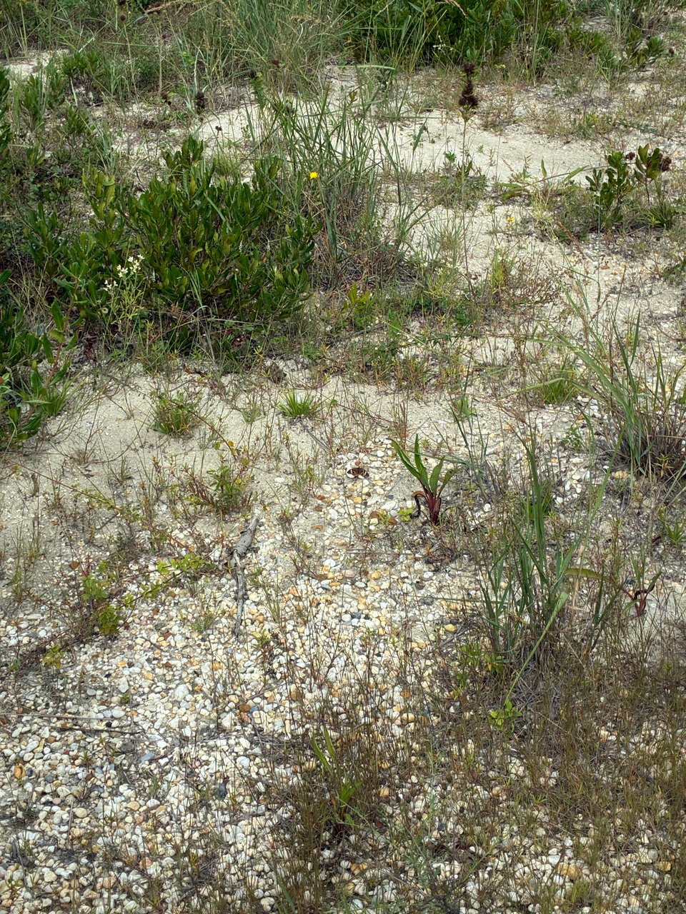 Butterfly on the ground in an area with lots of brush.