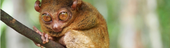 a small animal with large round eyes grabbing a branch