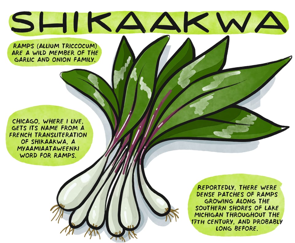 ramps (Allium triccocum) Are a wild member of the garlic and onion family. Chicago, where I live, gets its name from a French transliteration of shikaakwa, a Myaamiaataweenki word for ramps. Reportedly, there were dense patches of ramps growing along the southern shores of Lake Michigan throughout the 17th century and probably long before.