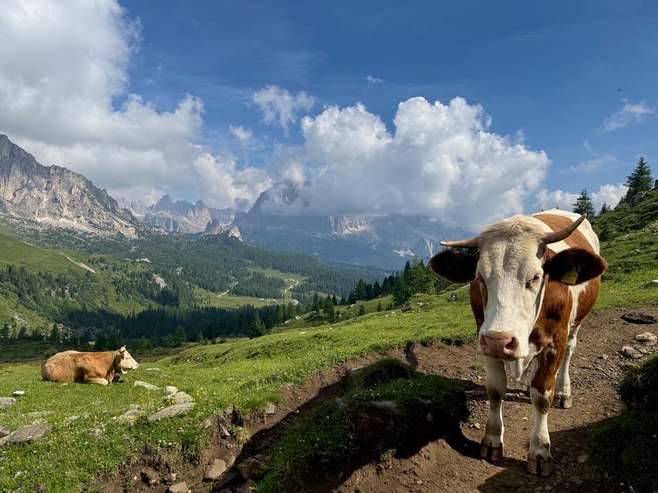 big cow on the trail