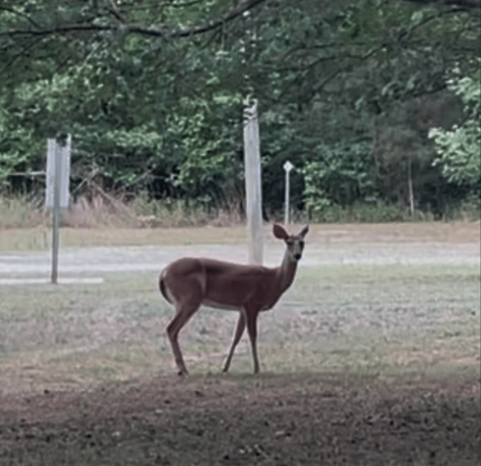 a white-tailed deer