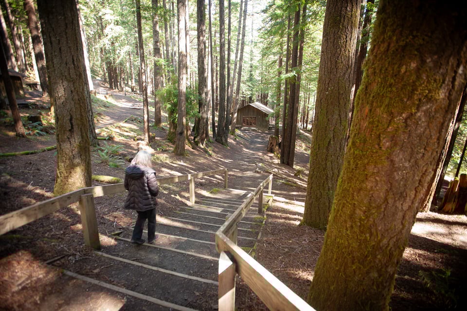 Beautiful Mendocino Woodlands
