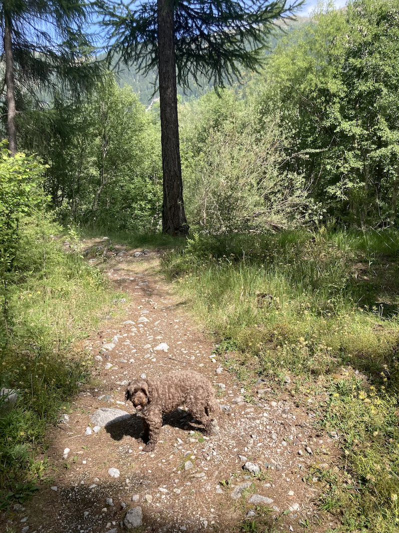 a small brown dog standing on a forest path underneath a blue sky