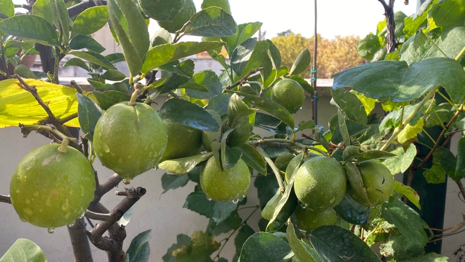 Several limes growing on a tree