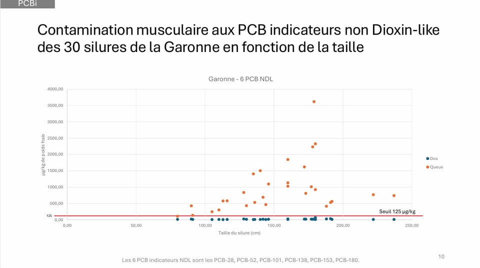 Extraction des données de contamination de la chair de silure par Défense des Milieux Aquatiques : les taux de PCB non dioxin-like sont tous mauvais dans la queue des silures de la Garonne, même pour des poids faibles. Ils peuvent dépasser 20 fois le seuil. Mais les chairs ont été dégraissées, ce qui diminue le taux de contamination mesuré. En effet, le dégraissage extrait une partie des PCB dioxin-like puisque ces molécules sont réputées lipophiles.