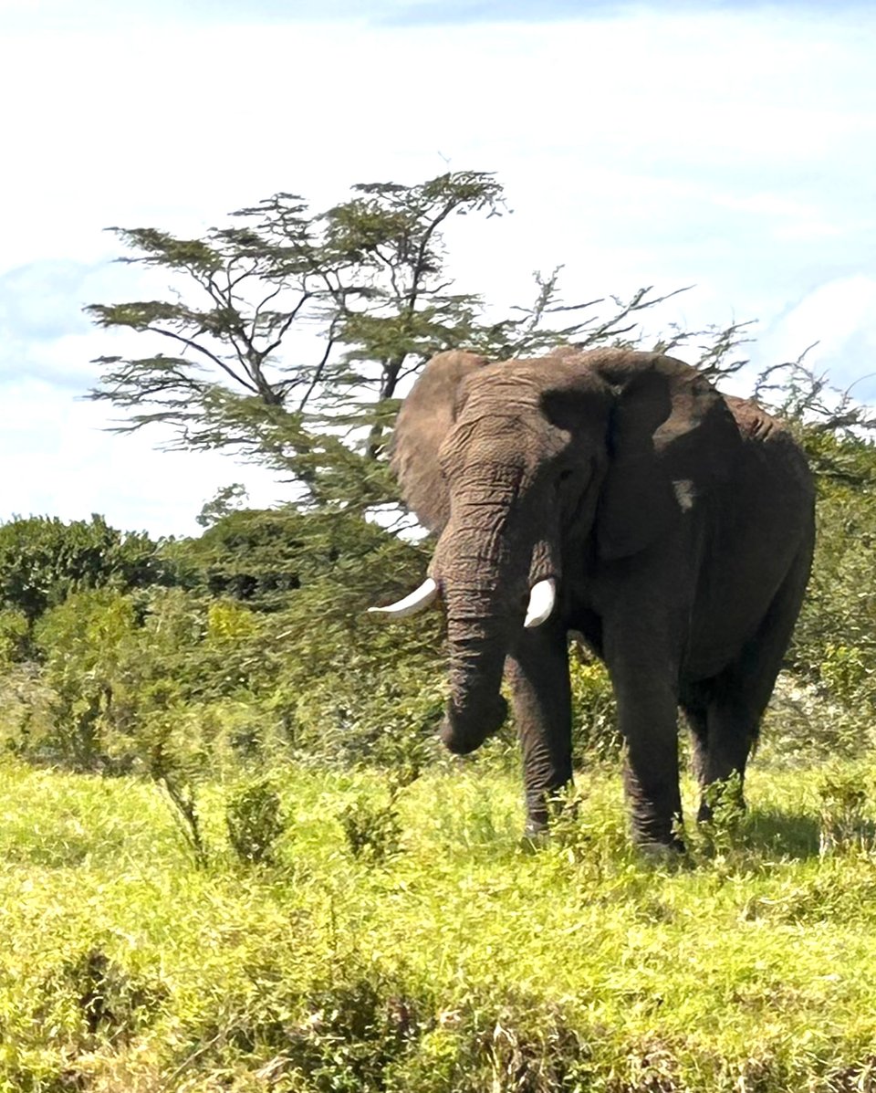 A very big (well, probably normal size for an elephant) elephant, standing on some grassy scrubland, with some trees that look like they might be moving slightly in the wind.