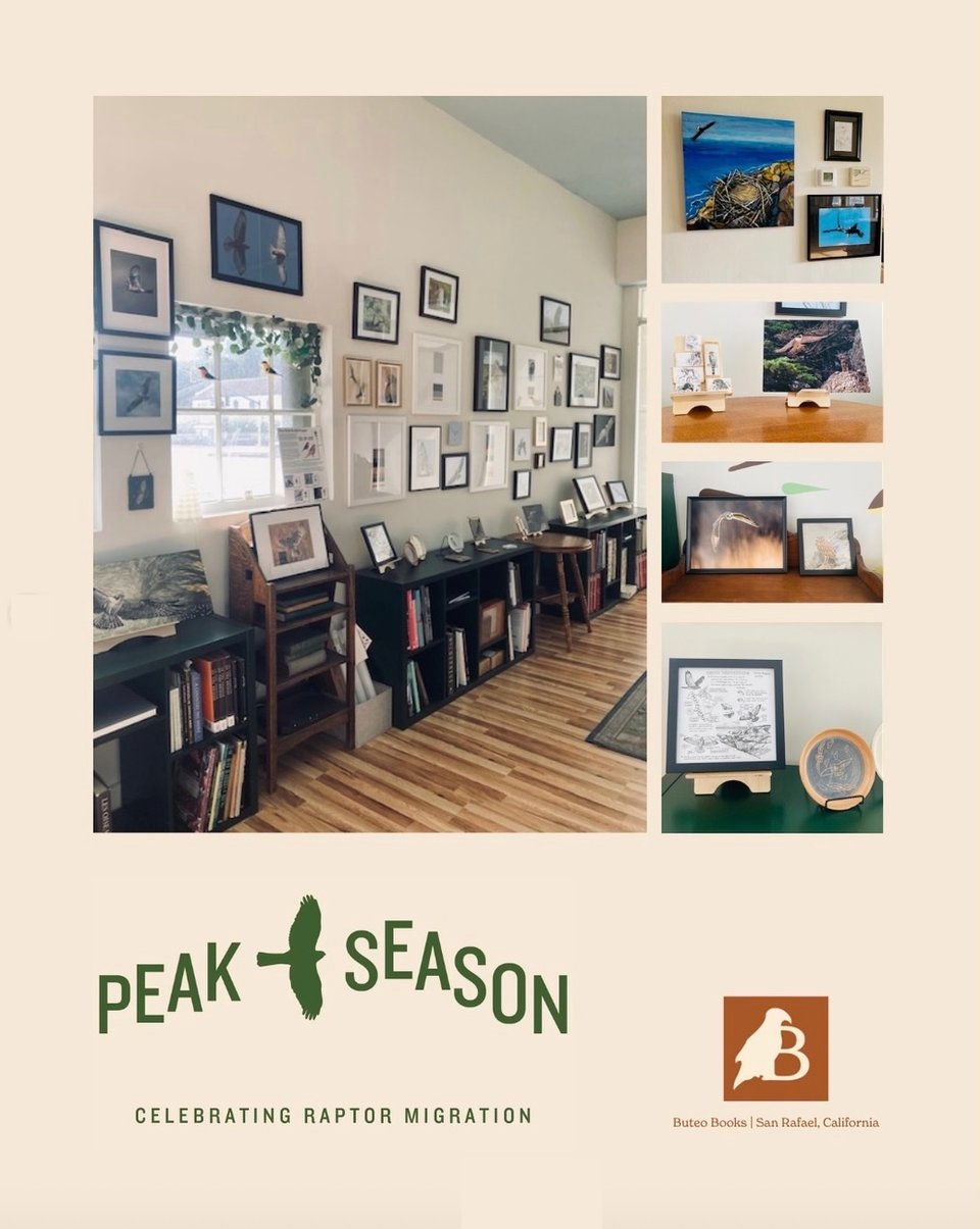 Artwork on the walls of Buteo Books in Rafael that showcases raptor migration
