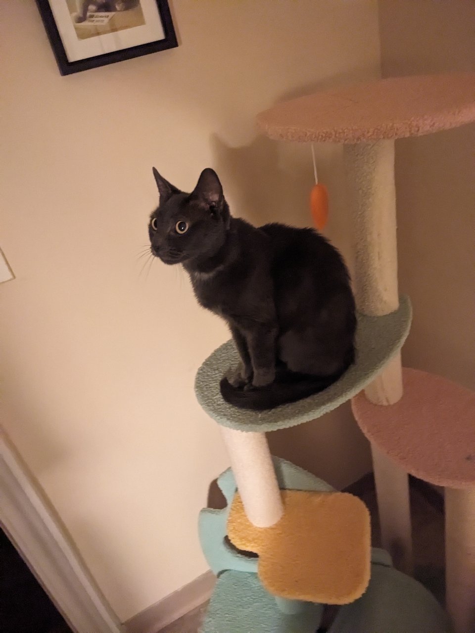 Fairy, a gray cat with green eyes, looking upward on a cat tree.