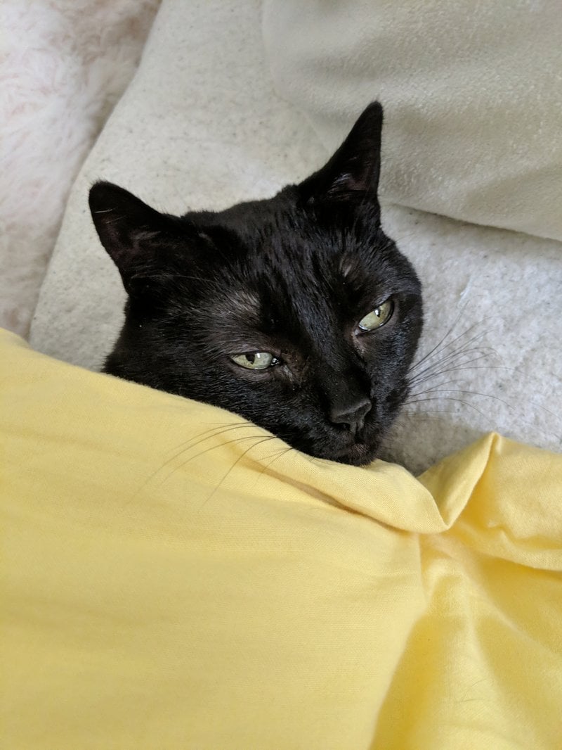 a black cat tucked in under a yellow duvet, gazing off-camera and looking generally cozy and sleepy