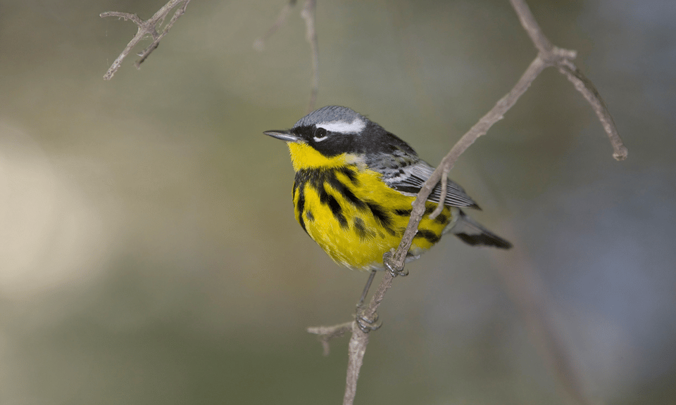 a small yellow, black, gray, and white bird perching on a twig. it is a bird called a magnolia warbler