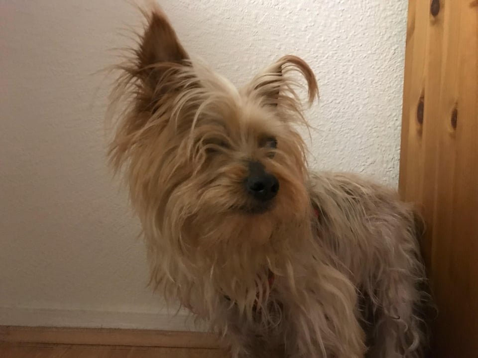 Sherbert standing in front of a white wall.