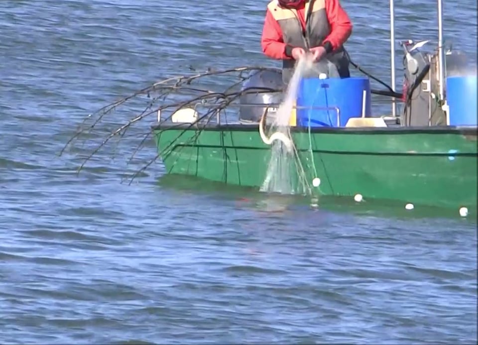 Capture d'une lamproie marine au filet dérivant dans un estuaire.