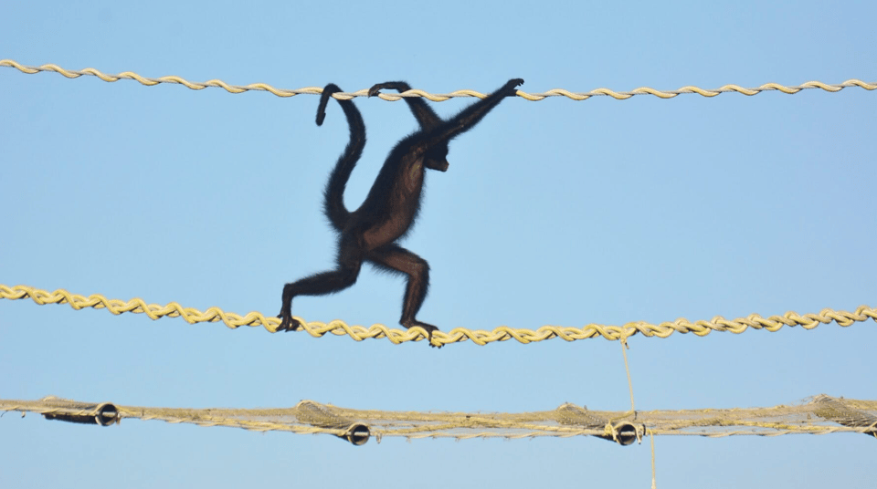 black monkey on a tan coloured rope bridge against a pale blue sky.  The monkeys hands are holding the rope above its head, it's tail is curled up over the same overhead rope.
