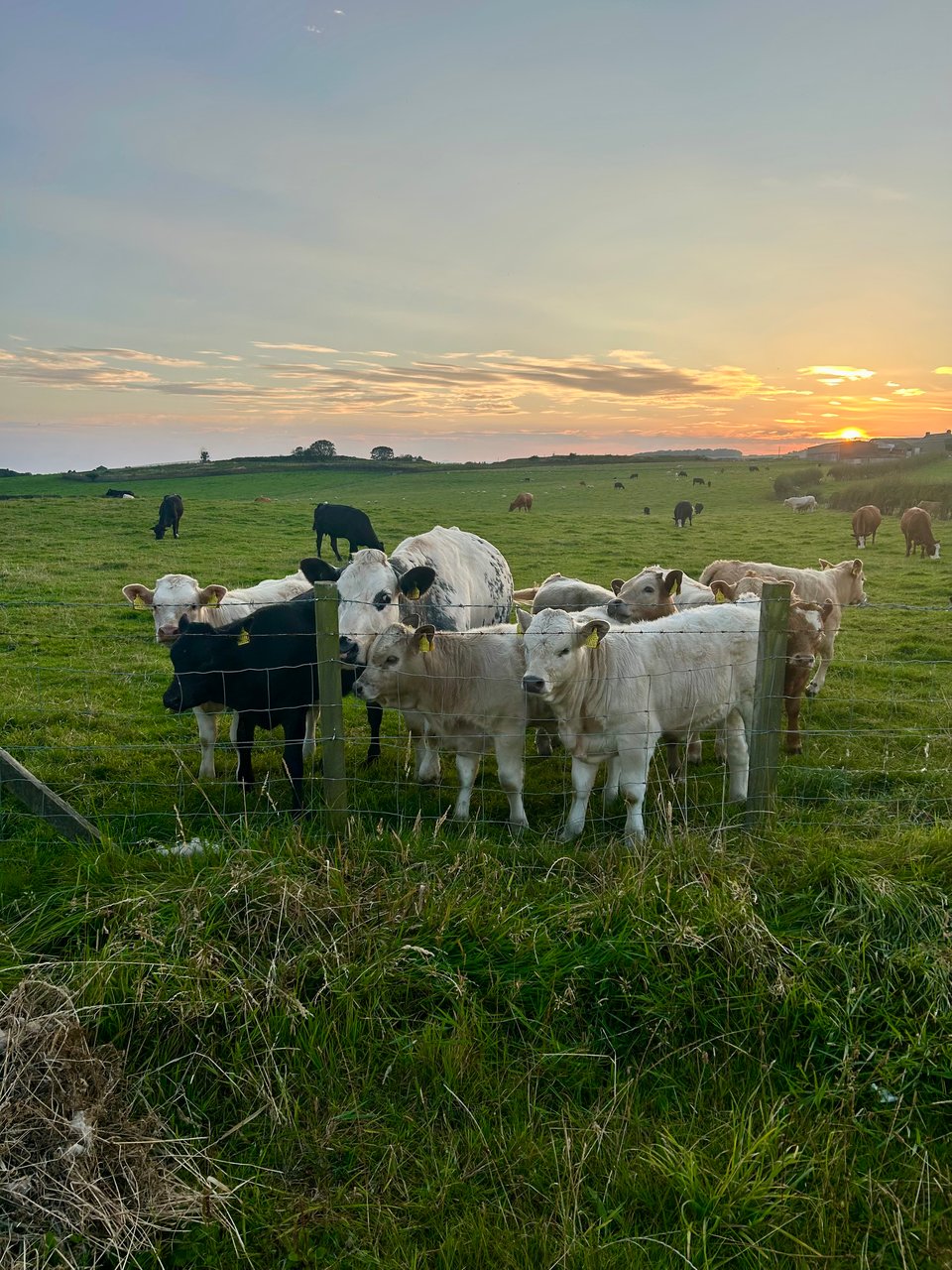 Cows and calves next to a wire fence, with bright green grassy fields behind them and the sun setting on thin clouds. Image by Rowan Ambrose.