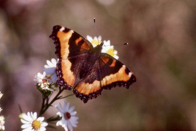 Milbert’s Tortoiseshell, September 23, 1977 on iNaturalist / Photo by Kenneth Haier