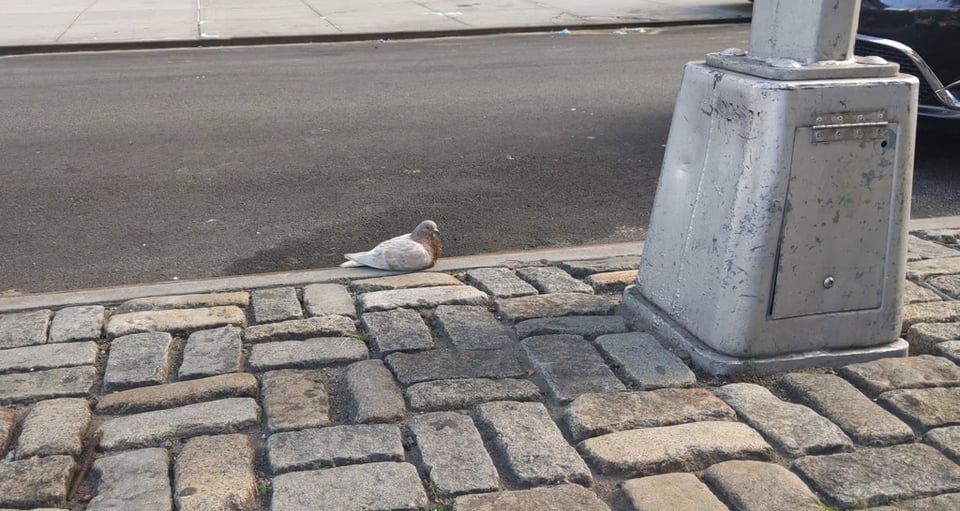 A pigeon resting on a curb between the street and a cobblestone sidewalk..