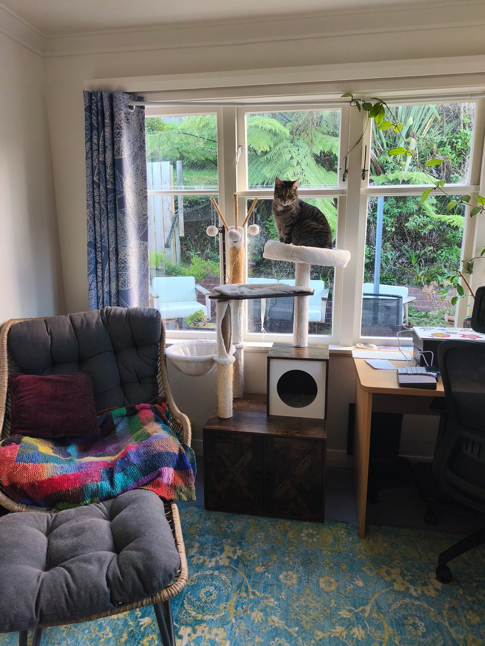 same tabby looks on judgingly from cat tree