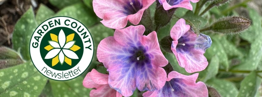 Lungwort flowers, pink with blue in the centre are shown alongside their spotted leaves. The Garden County newsletter logo is overlaid.