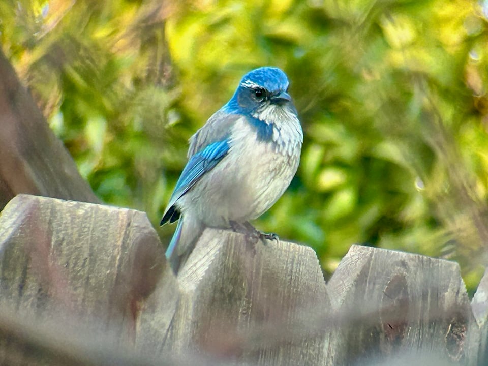A California scrub jay sits on a fence, as seen through a swirl of nectarine tree branches.