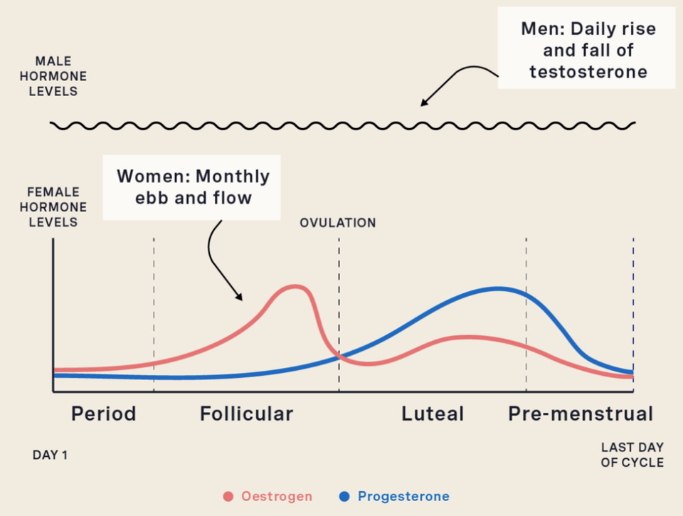 a diagram showing the the difference between man and women's hormone cycles