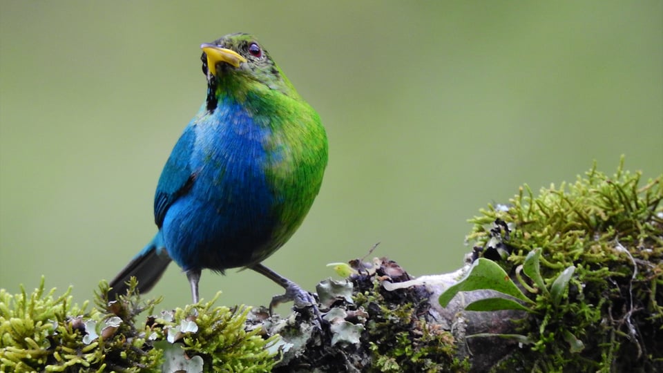 Photo of bilateral gynandromorphic green honeycreeper, a bird with blue plumage on its right (male) side, and green plumage on its left (female) side