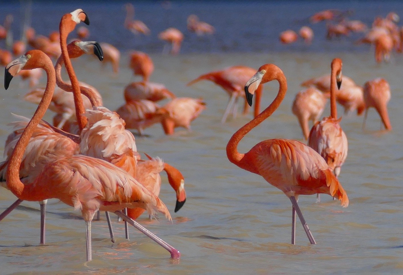 American flamingos in the Celestún Biosphere Reserve, Yucatán. From Wikipedia.