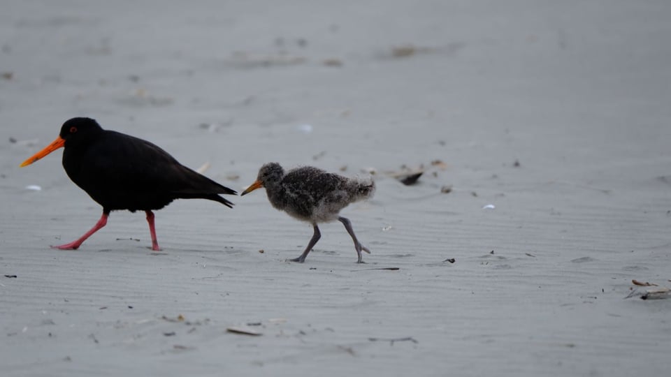 Oystercatcher and chick