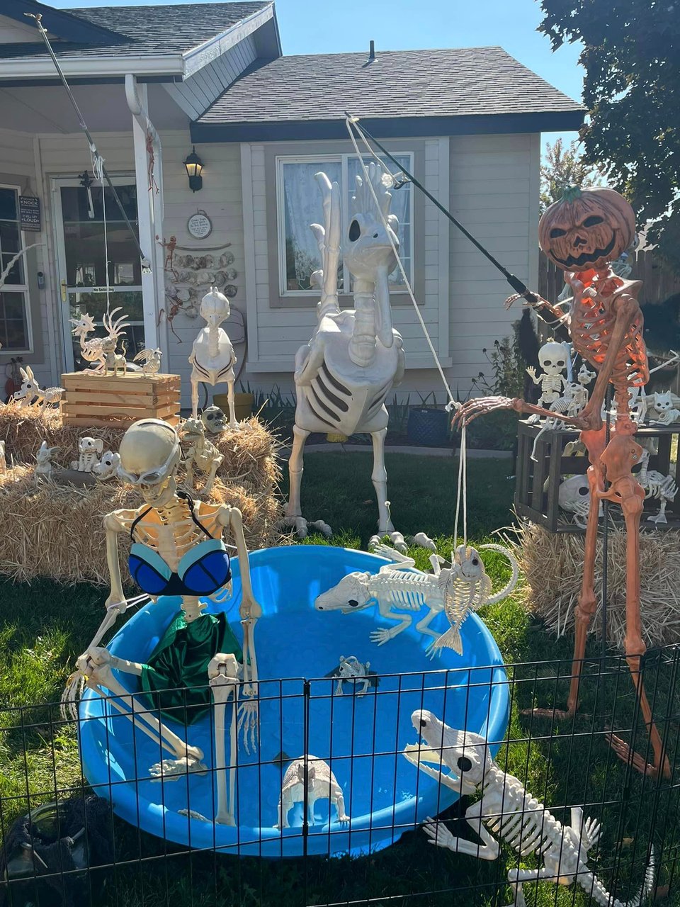 Skeleton animals frolic in a wading pool.