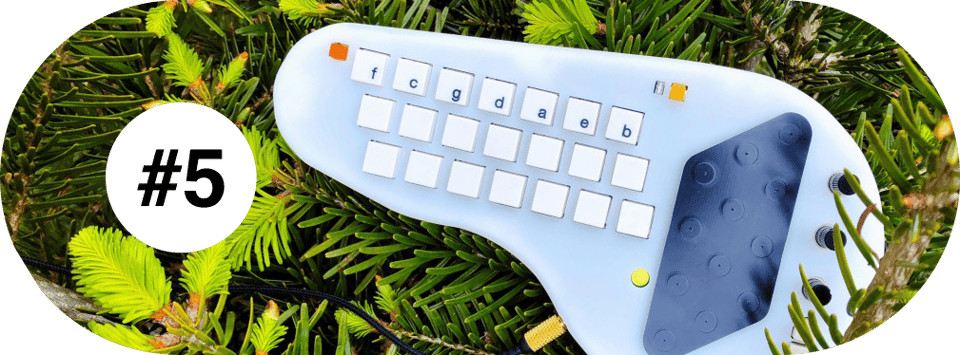 the minichord, in a small pine tree