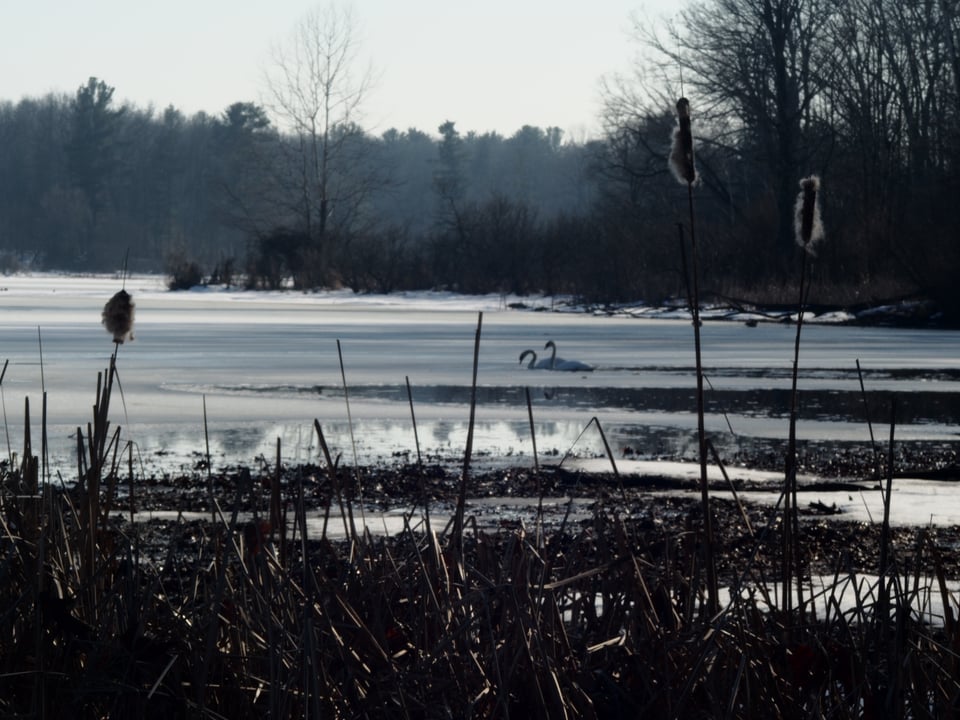 Two swans in a partially frozen lake