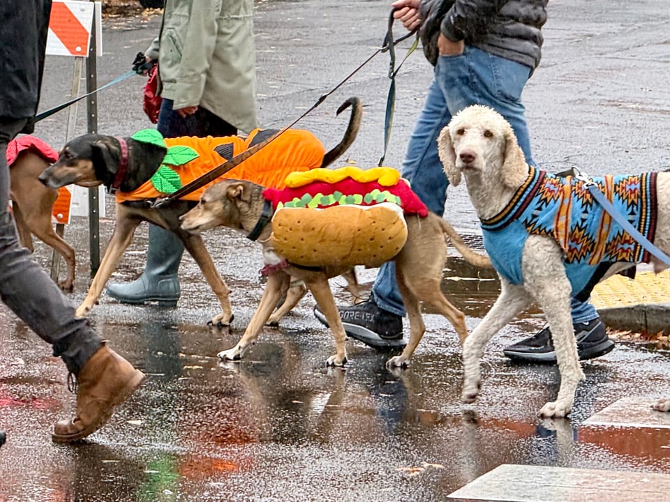 Three dogs in costumes look at the camera. One's dressed as a pumpkin, another as a hotdog, and one is wearing a sweater