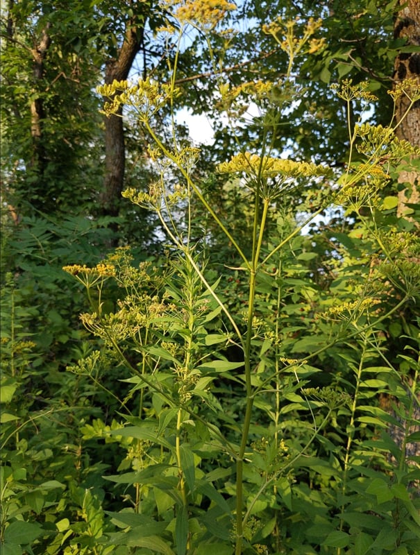 Wild parsnip: Non-native, it first appeared in Minnesota in the 1990s, according to the Minnesota Department of Natural Resources. / Photo by cmlr, iNaturalist