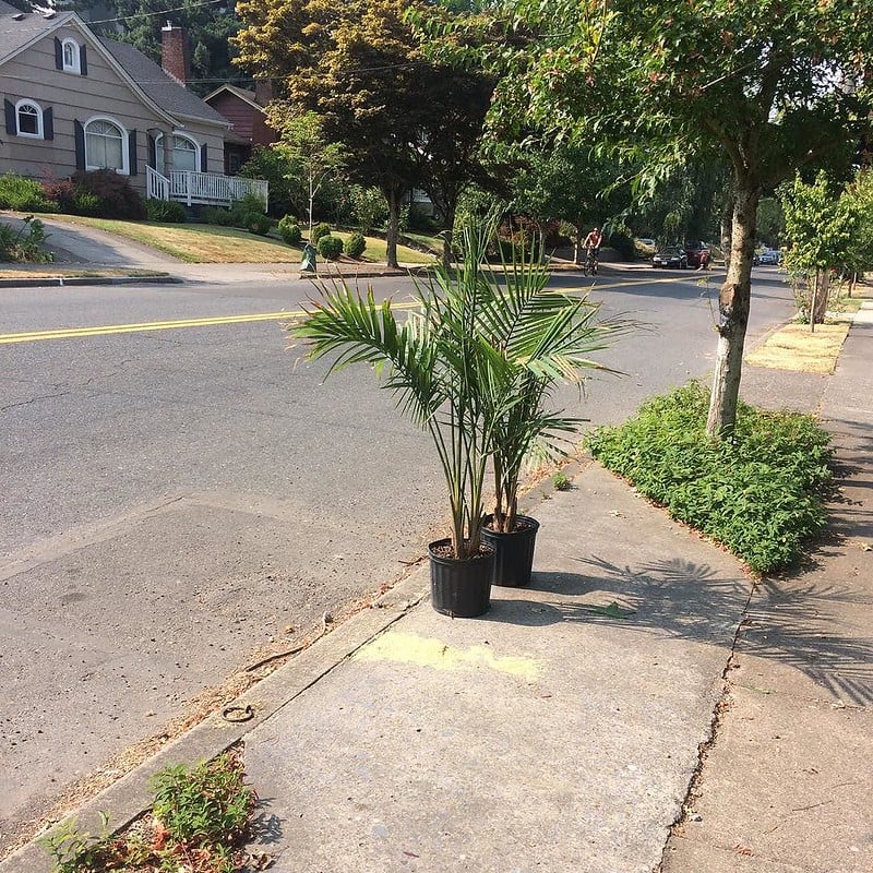 A photo of two small palms in plastic planters sittng at the edge of a sidewalk. The street beyond them and the trees around them are not the kind of place palms live.
