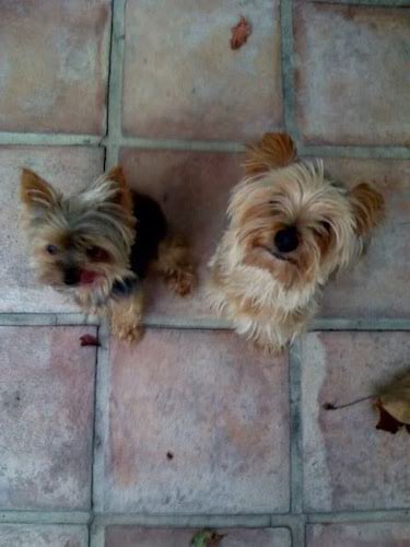 Two Yorkies on an outdoor patio, photographed from a high angle
