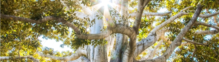 a banyan tree with sun streaming through it