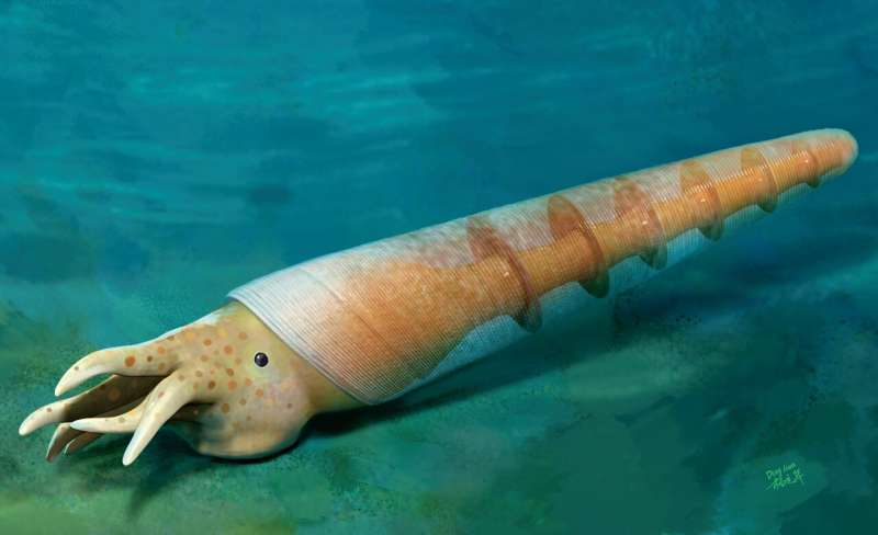 An artist's reconstruction of the early fossil cephalopod Eoceras shaangxiense, a snail-like creature with a long external shell. The shell is translucent to reveal the half dozen chambers within, and the soft body has several tentacles. It is signed by the artist, Yang Dinghua.