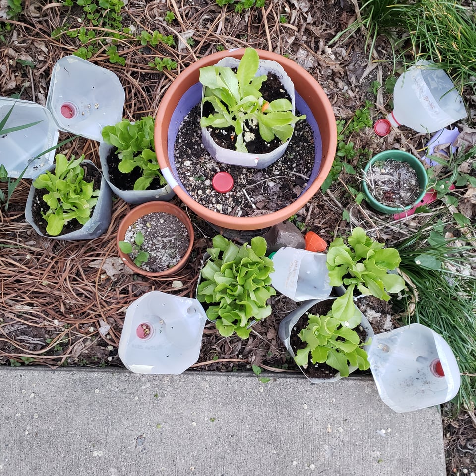 container garden in milk jugs